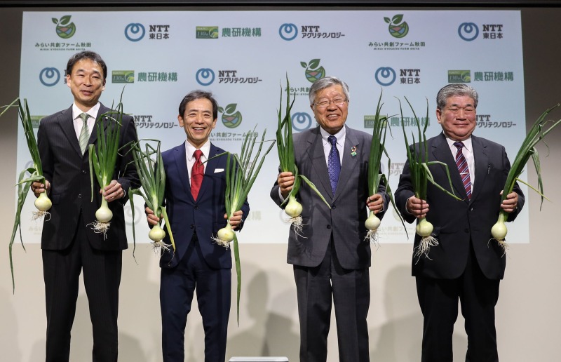 タマネギ生産の遠隔営農支援　産地形成と食の安定供給 全国の露地野菜に展開　農研機構とＮＴＴ東